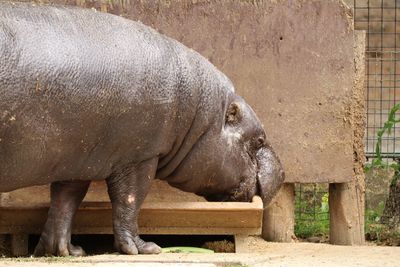 Side view of hippopotamus standing by fence at zoo