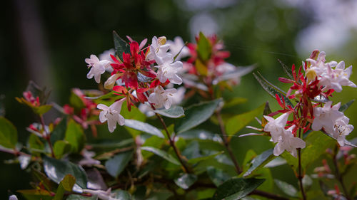 Close-up of flowering plant