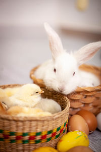 Rabbit in basket