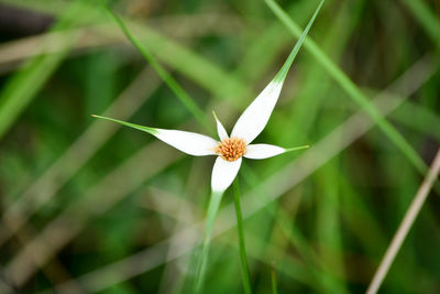 Close-up of white flower on plant