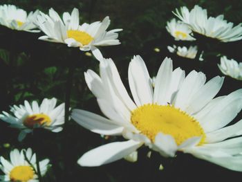 Close-up of white daisy flower