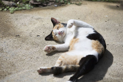 High angle view of a cat lying on land