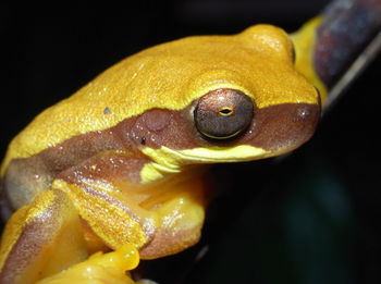 Close-up of frog in water