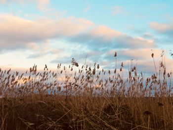 Scenic view of field against sky during sunset