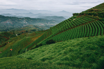 Scenic view of agricultural field