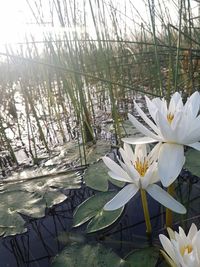 Close-up of water lily blooming in lake