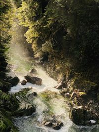 River flowing through rocks in forest