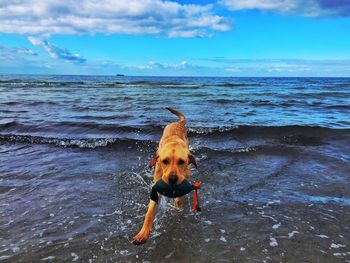 Dog on beach