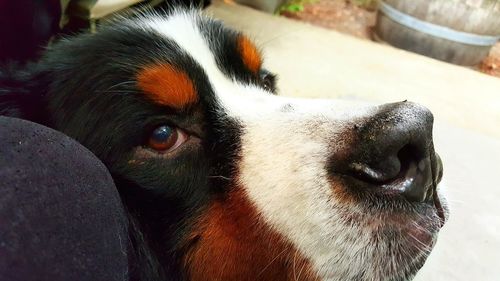 Close-up portrait of dog