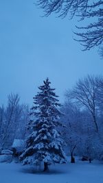 Bare trees on snow covered landscape