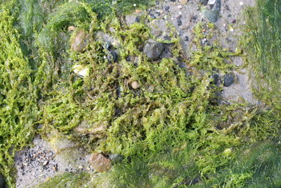 Rocks in a river