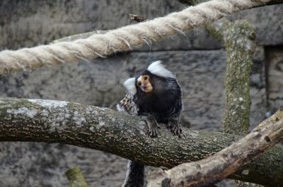 Monkey sitting on tree branch