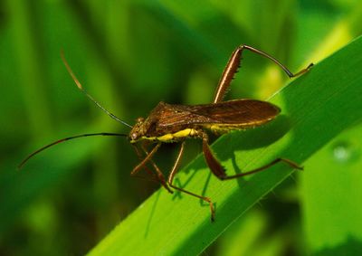 Close-up of insect on leaf