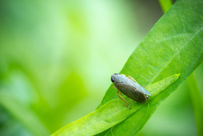 Close-up of insect on leaf