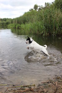 Dog in lake