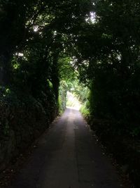 Road passing through trees