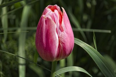 Close-up of pink tulip