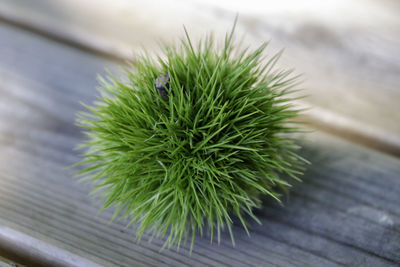 Close-up of succulent plant on table