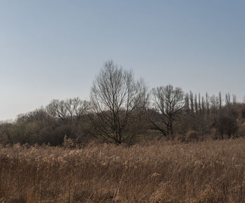 Trees on field against clear sky