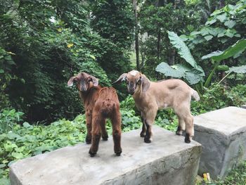 View of goats standing against trees