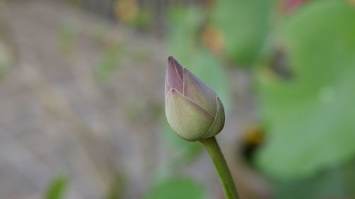 Close-up of lotus bud growing outdoors