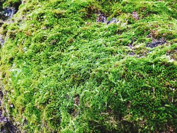 Close-up of plants growing in forest