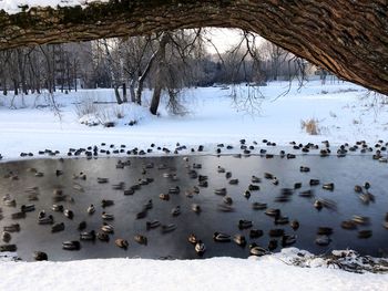 Birds on snow covered landscape against sky