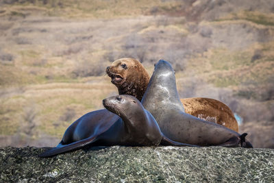 Group of sea lions on rock at sea