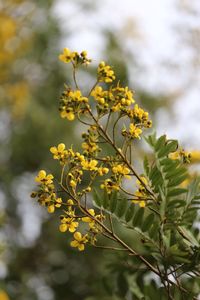 Close-up of yellow flowers blooming outdoors