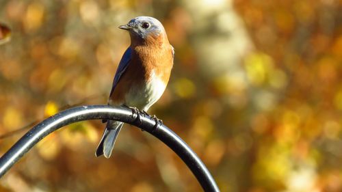 Close-up of bird perching on metal