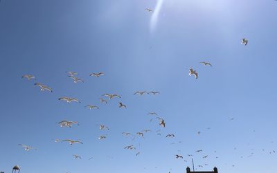 Low angle view of birds flying in the sky