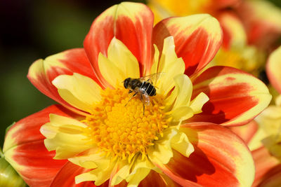 Close-up of bee on yellow flower