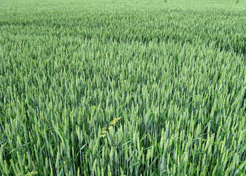High angle view of crops growing on field