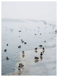 View of birds in sea