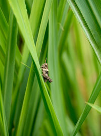 Close-up of grasshopper on grass