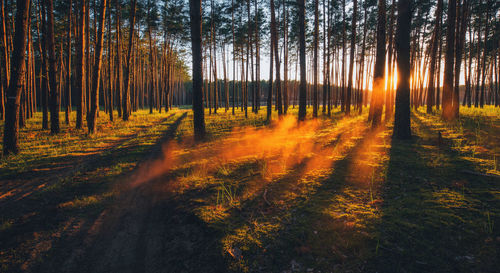 Trees in forest