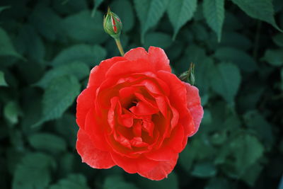 Close-up of red rose growing outdoors