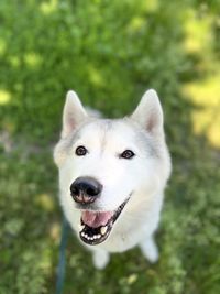 one animal