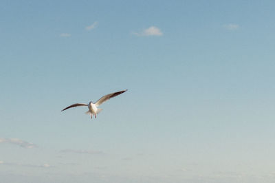 Bird flying over white background