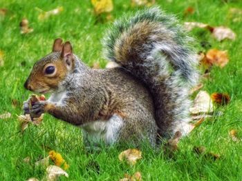 Close-up of squirrel eating grass