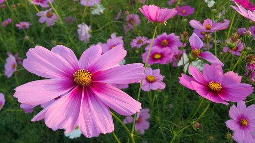 Close-up of pink flowering plants on field