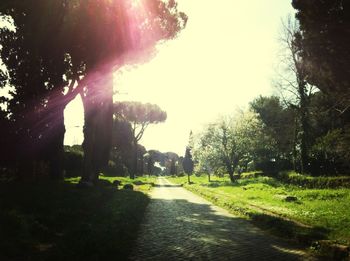 Sun shining through trees