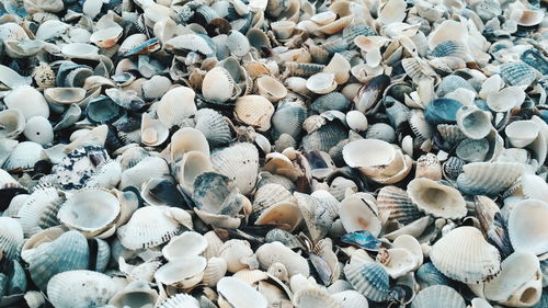 High angle view of shells on beach