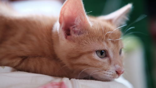 Close-up of young ginger cat on bed