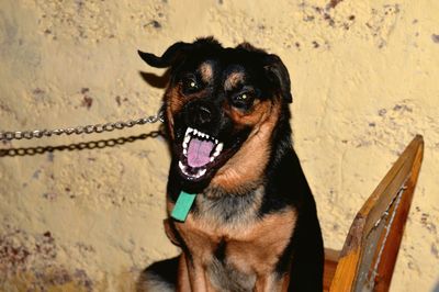 Dog in an obsolete house