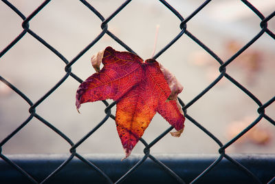 Close-up of red chainlink fence