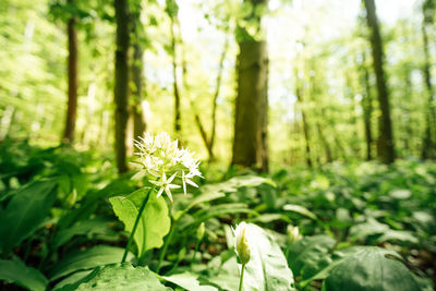 Close-up of white flowering plant in forest