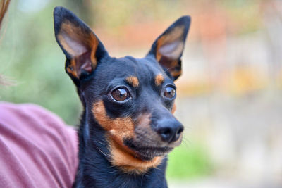 Close-up portrait of a dog