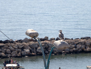 Seagulls perching on rock by sea