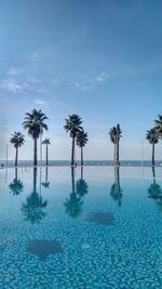 Palm trees by swimming pool against sky